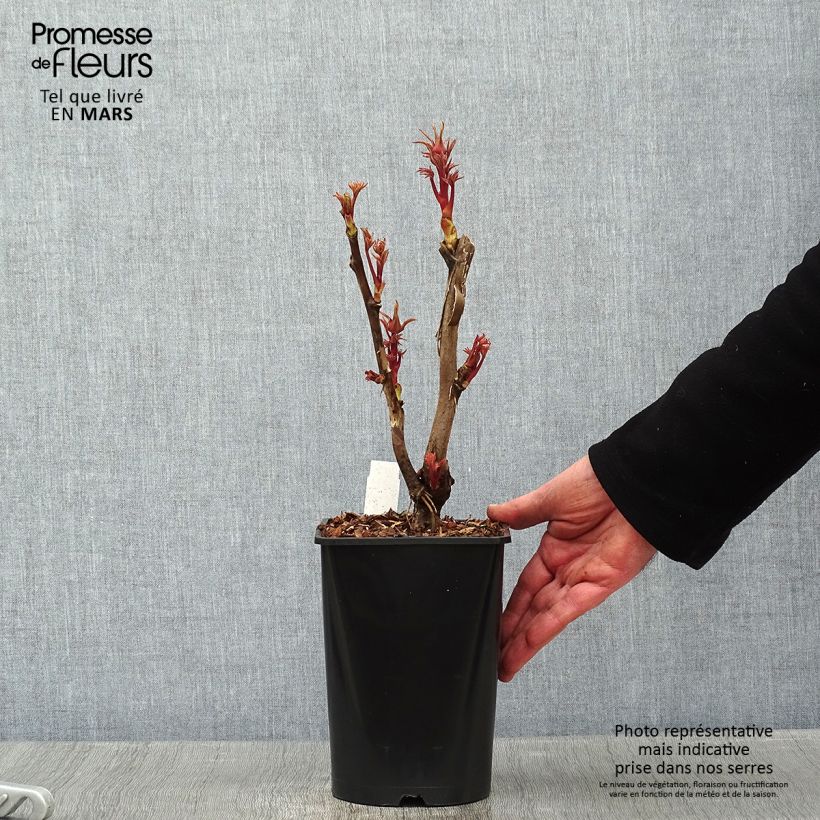 Exemplaar van Paeonia suffruticosa Cai Hui - Boompioen Pot van 2 l/3 l zoals geleverd in de winter