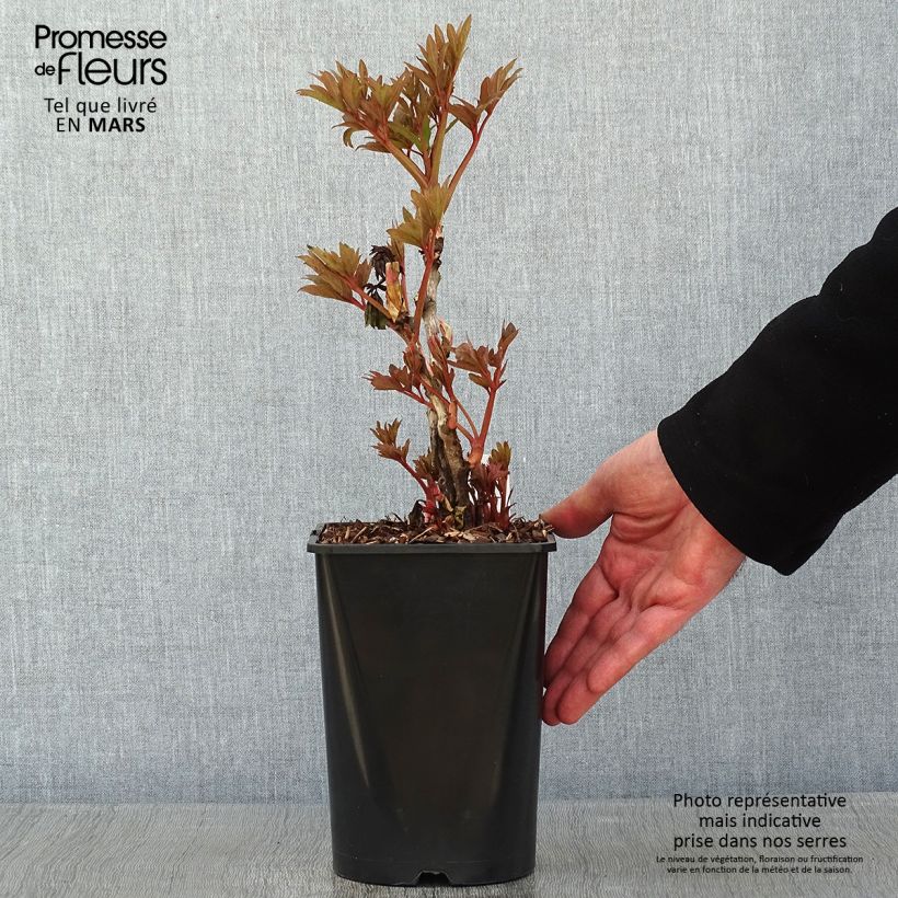 Exemplaar van Pivoine arbustive Fen He Piao Jiang - Paeonia suffruticosa Pot de 2L/3L zoals geleverd in de winter