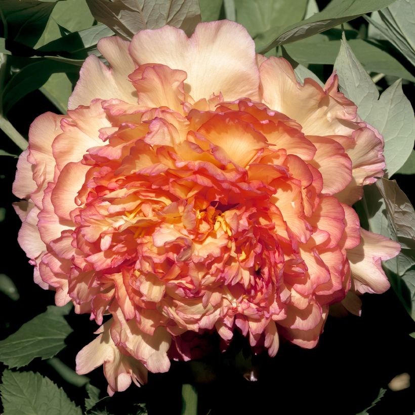 Paeonia suffruticosa Jin Ge - Boompioen (Bloei)