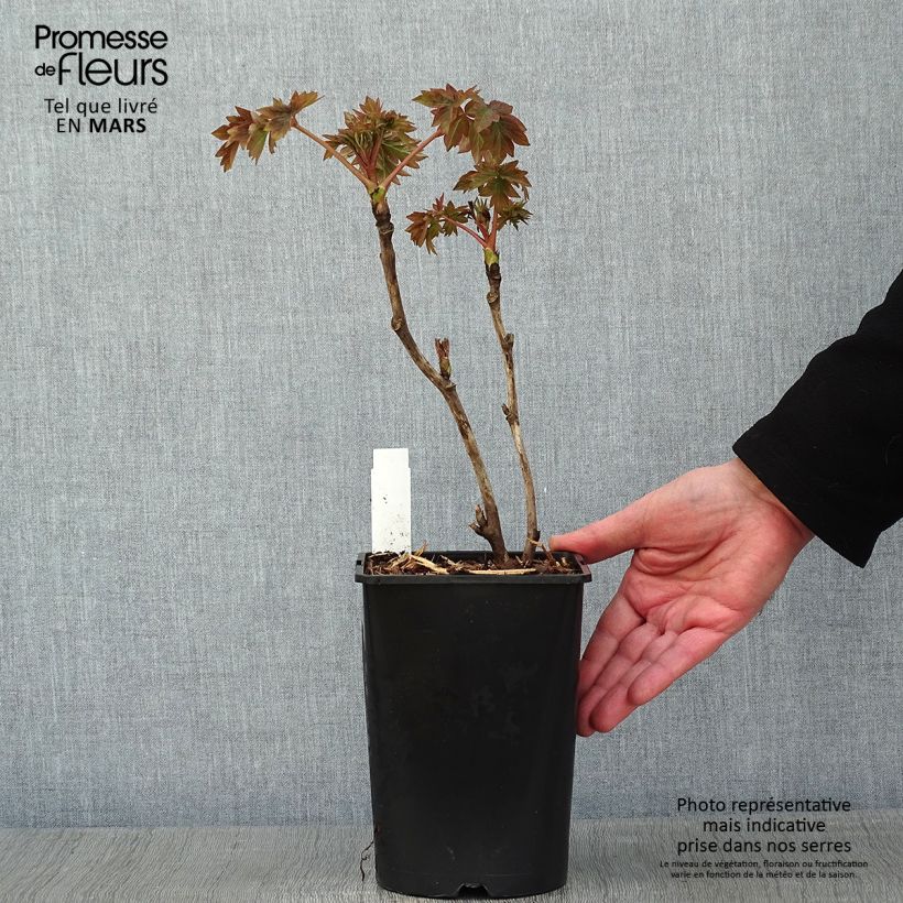 Exemplaar van Paeonia suffruticosa Luo Yang Hong - Boompioen Pot van 2 l/3 l zoals geleverd in de winter
