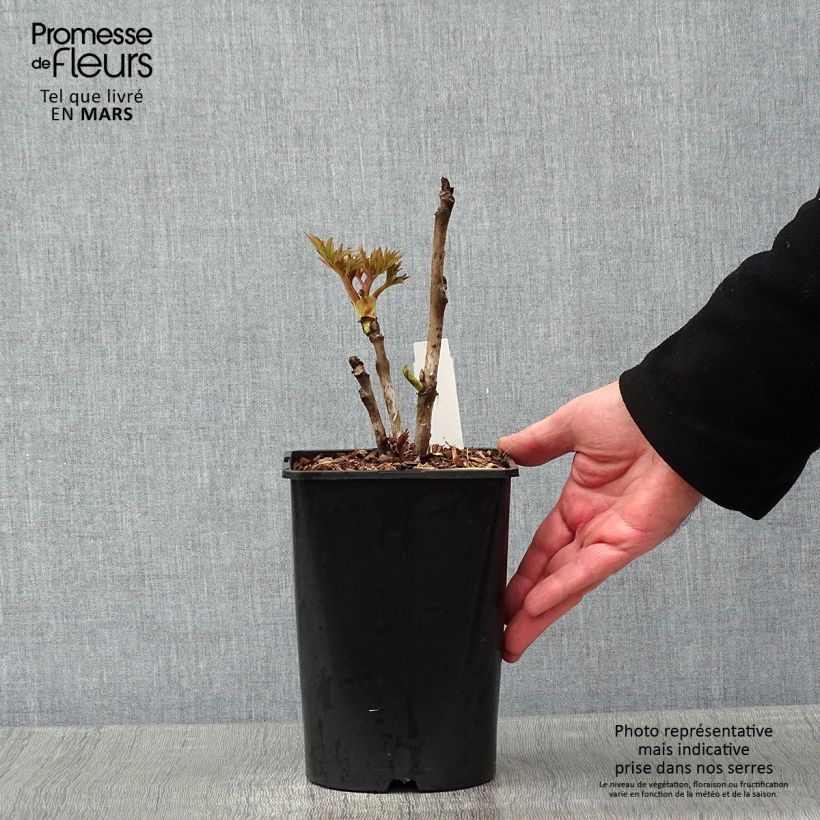 Exemplaar van Pivoine arbustive Rou Fu Rong - Paeonia suffruticosa Pot de 2L/3L zoals geleverd in de winter