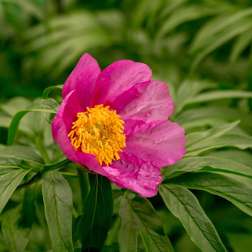 Paeonia anomala - Pioenroos (Bloei)