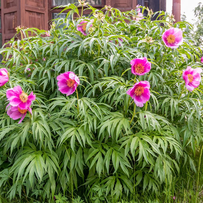 Paeonia anomala - Pioenroos (Groeiplaats)