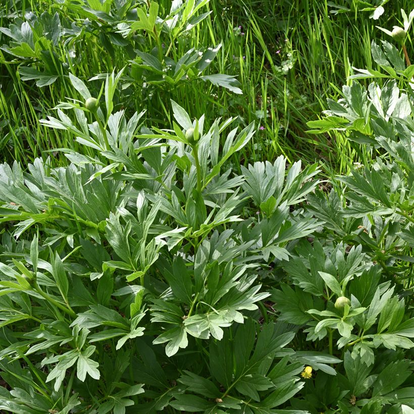Paeonia peregrina - Pioen (Blad)