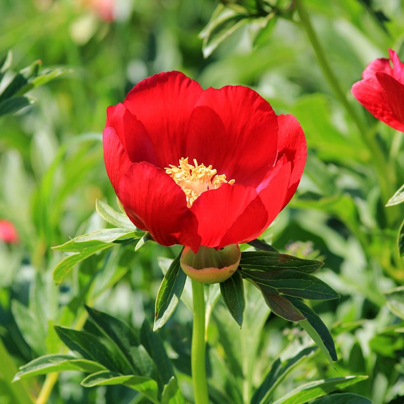 Paeonia peregrina - Pioen (Bloei)