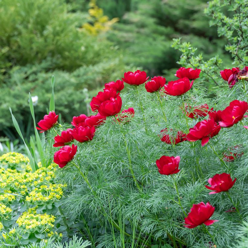 Paeonia tenuifolia - Fijnbladige pioen (Groeiplaats)