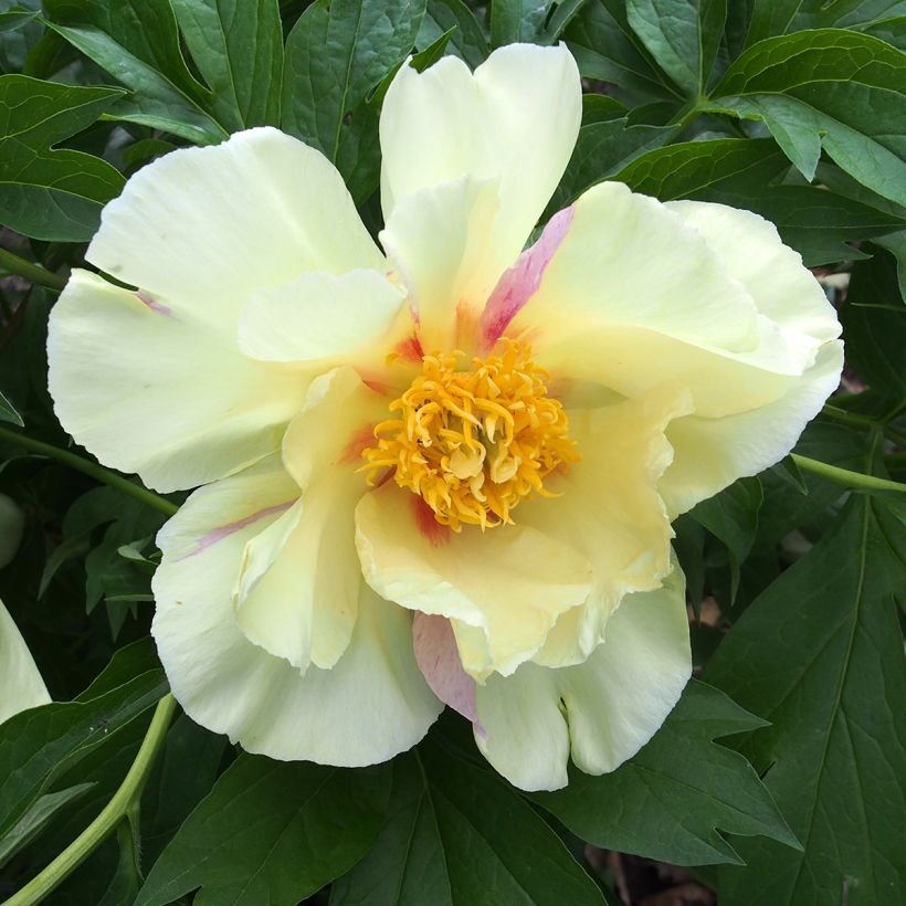 Paeonia Itoh Viking Full Moon - Itoh-pioen (Bloei)
