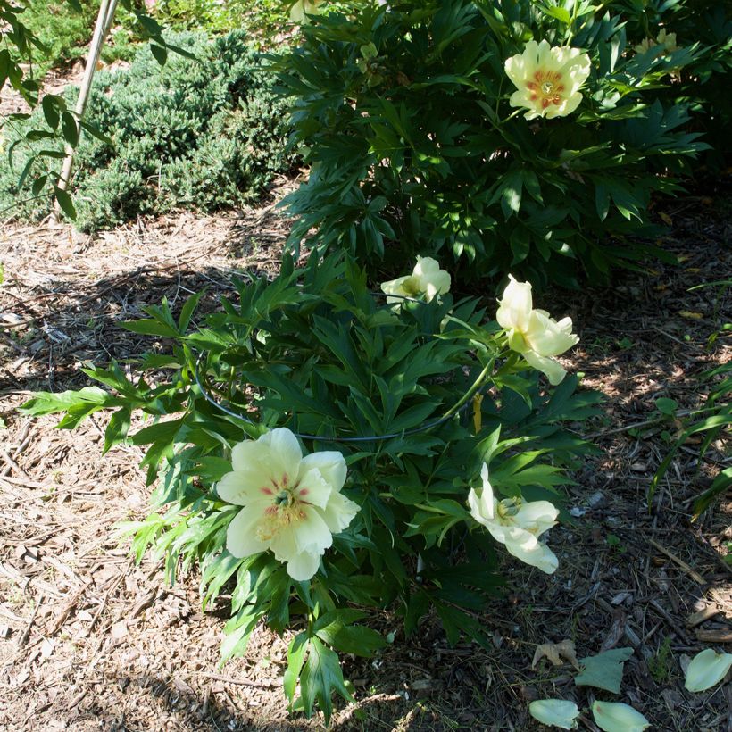 Paeonia Itoh Viking Full Moon - Itoh-pioen (Groeiplaats)
