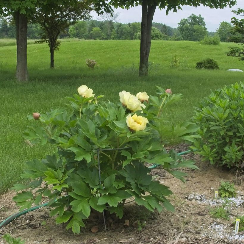 Paeonia Itoh Yellow Crown - Itoh-pioen (Groeiplaats)