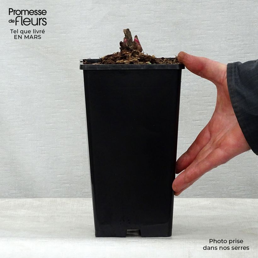 Exemplaar van Paeonia lactiflora Adolphe Rousseau - Pioenroos Pot van 3 l/4 l zoals geleverd in de lente