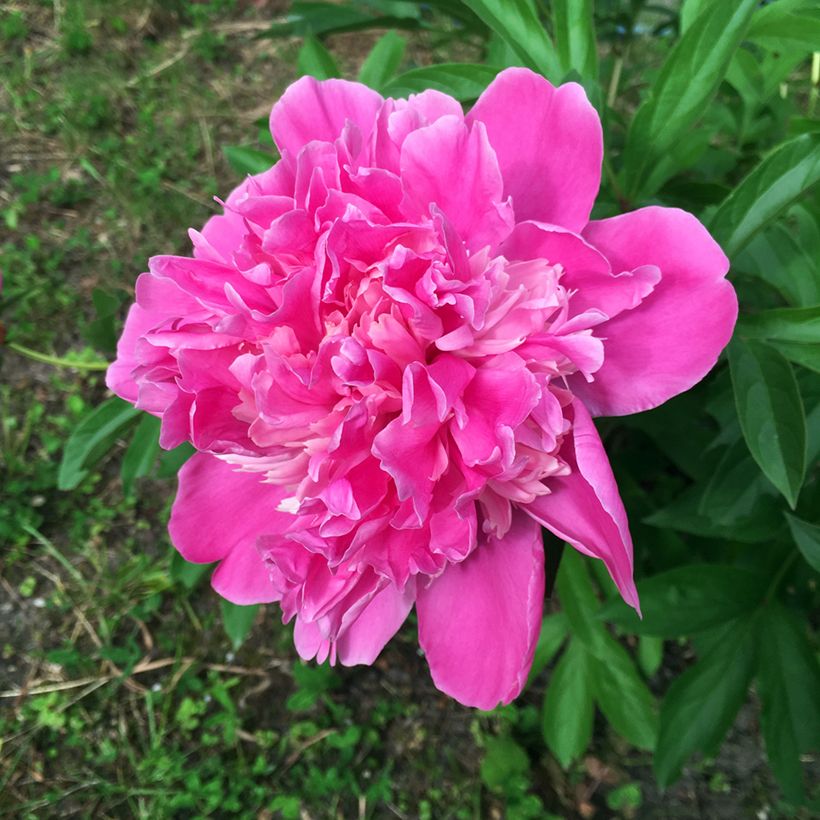 Paeonia lactiflora Amabilis - Pioenroos (Bloei)