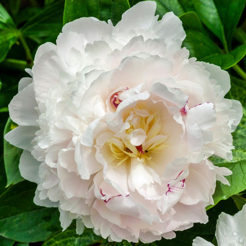 Paeonia lactiflora Boule de Neige - Pioenroos (Bloei)