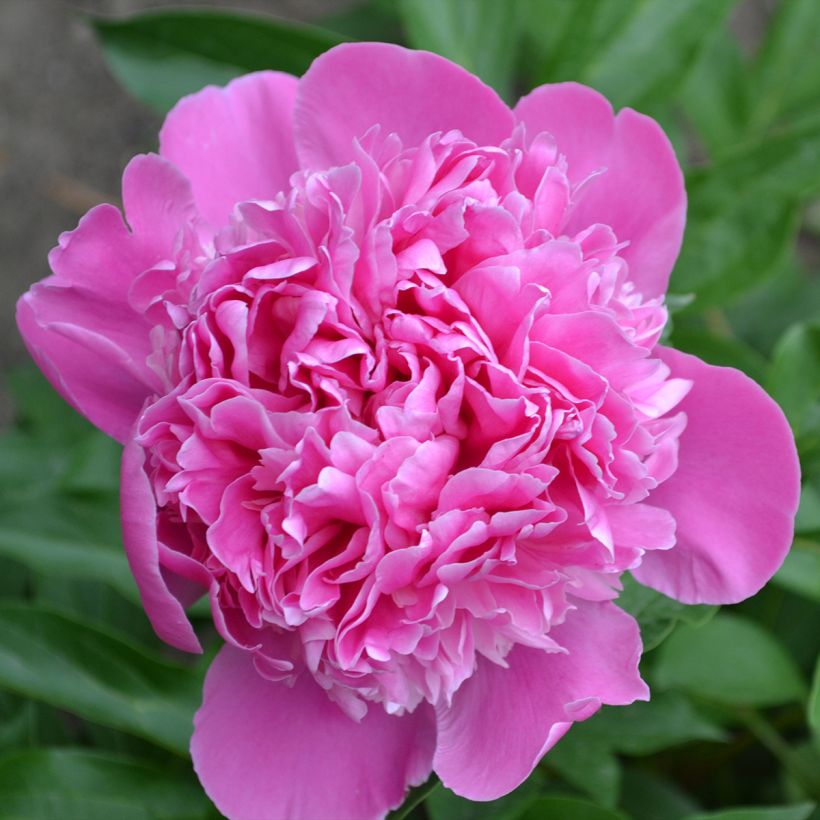 Paeonia lactiflora Bouquet Perfect - Pioenroos (Bloei)