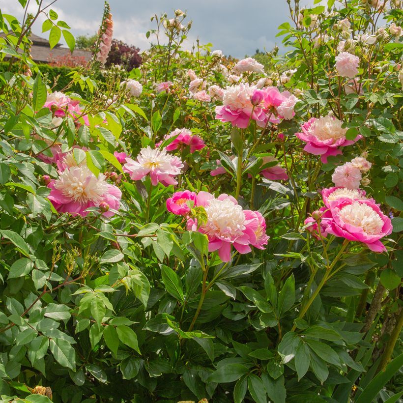 Paeonia lactiflora Bowl of Beauty - Pioenroos (Groeiplaats)