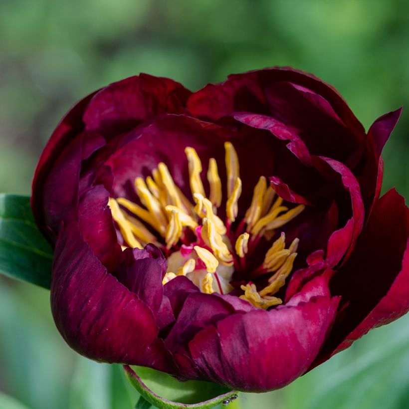 Paeonia lactiflora Buckeye Belle - Pioenroos (Bloei)