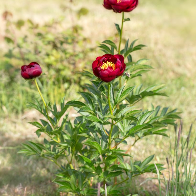 Paeonia lactiflora Buckeye Belle - Pioenroos (Groeiplaats)