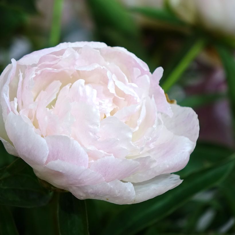 Paeonia lactiflora Chiffon Parfait - Pioenroos (Bloei)