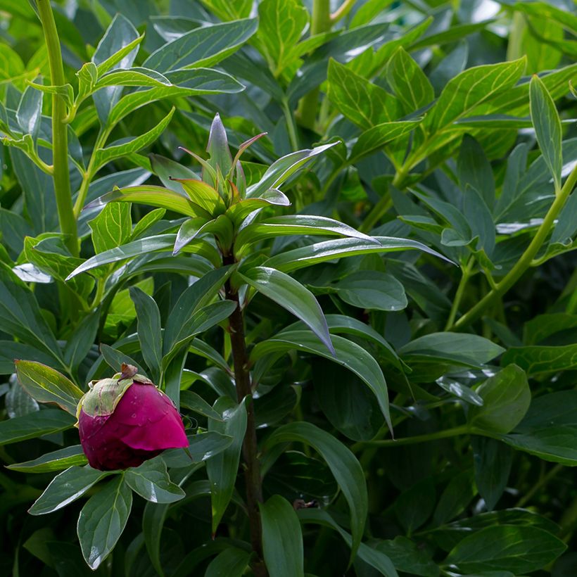 Paeonia lactiflora Command Performance - Pioenroos (Foliage)