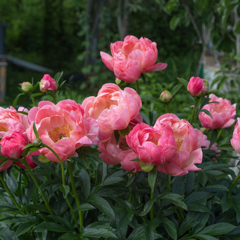 Paeonia lactiflora Coral Charm - Pioenroos (Groeiplaats)