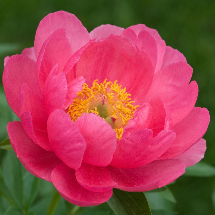 Paeonia lactiflora Cytherea - Pioenroos (Bloei)