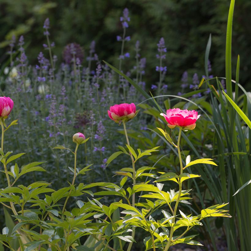 Paeonia lactiflora Cytherea - Pioenroos (Groeiplaats)