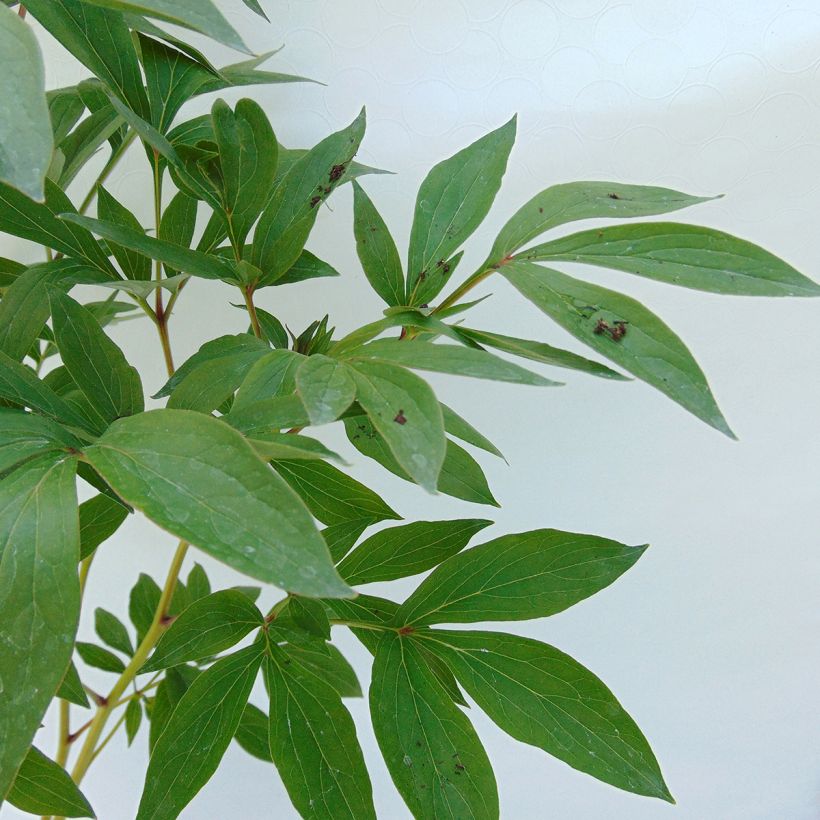 Paeonia lactiflora Dr Alexander Fleming - Pioenroos (Blad)