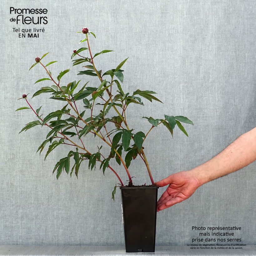 Exemplaar van Paeonia lactiflora Gardenia - Pioenroos Pot van 3 l/4 l zoals geleverd in de lente