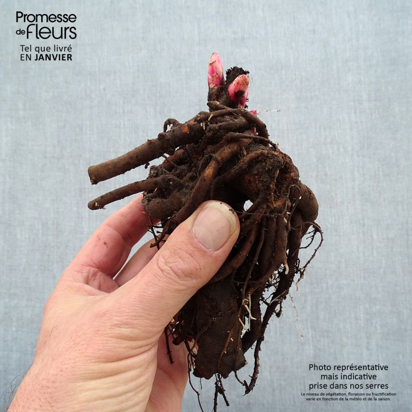 Exemplaar van Paeonia lactiflora Gardenia - Pioenroos Stam 3/5 ogen zoals geleverd in de winter
