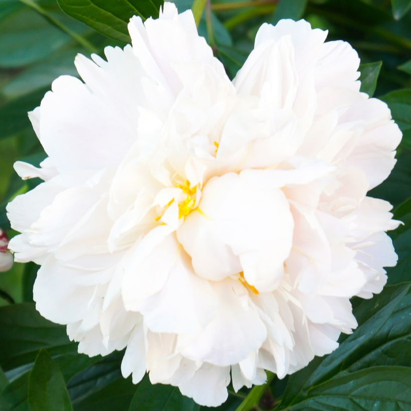 Paeonia lactiflora Gardenia - Pioenroos (Bloei)