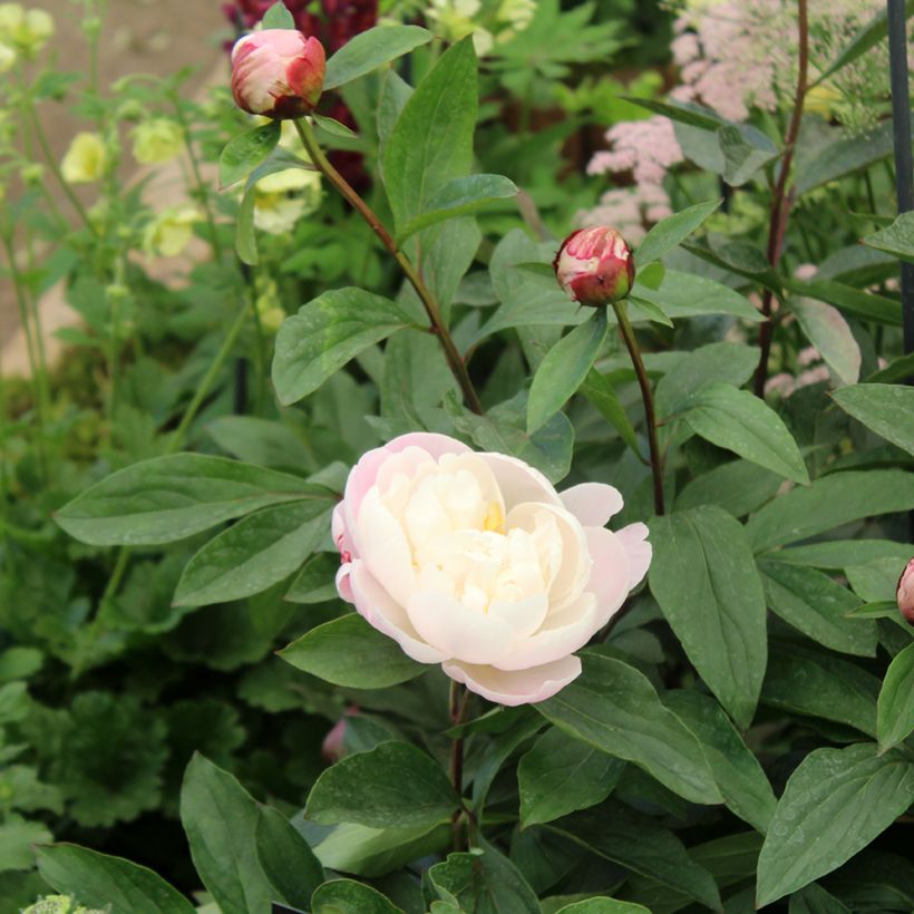 Paeonia lactiflora Gardenia - Pioenroos (Blad)