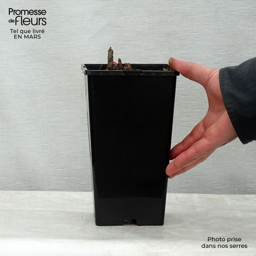 Exemplaar van Paeonia lactiflora Gay Paree - Pioenroos Pot van 3 l/4 l zoals geleverd in de lente