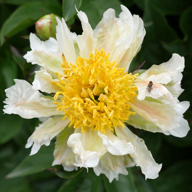 Paeonia lactiflora Green Lotus - Pioenroos (Bloei)