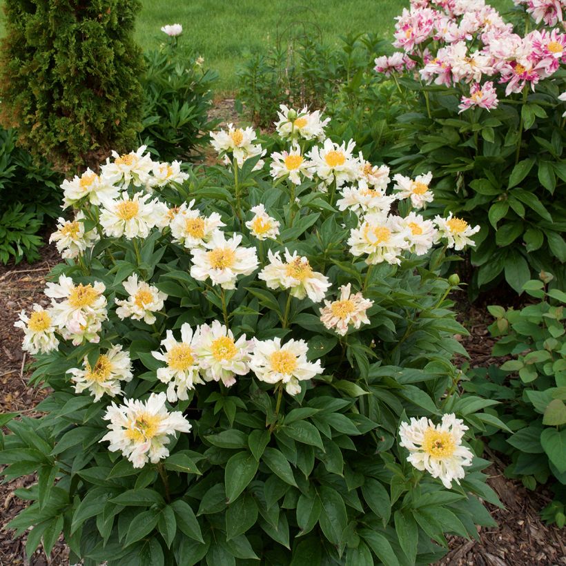 Paeonia lactiflora Green Lotus - Pioenroos (Groeiplaats)