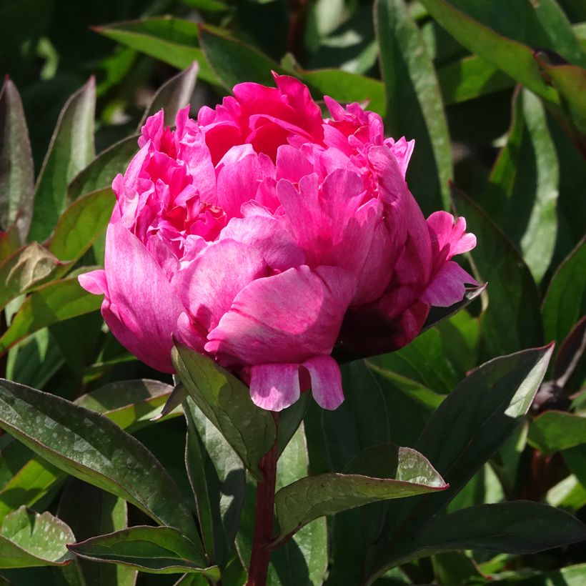 Paeonia lactiflora Kansas - Pioenroos (Bloei)