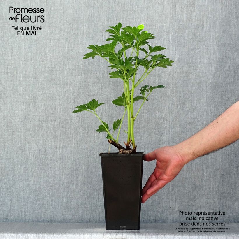 Exemplaar van Paeonia lactiflora King's Day - Pioenroos Pot van 3 l/4 l zoals geleverd in de lente