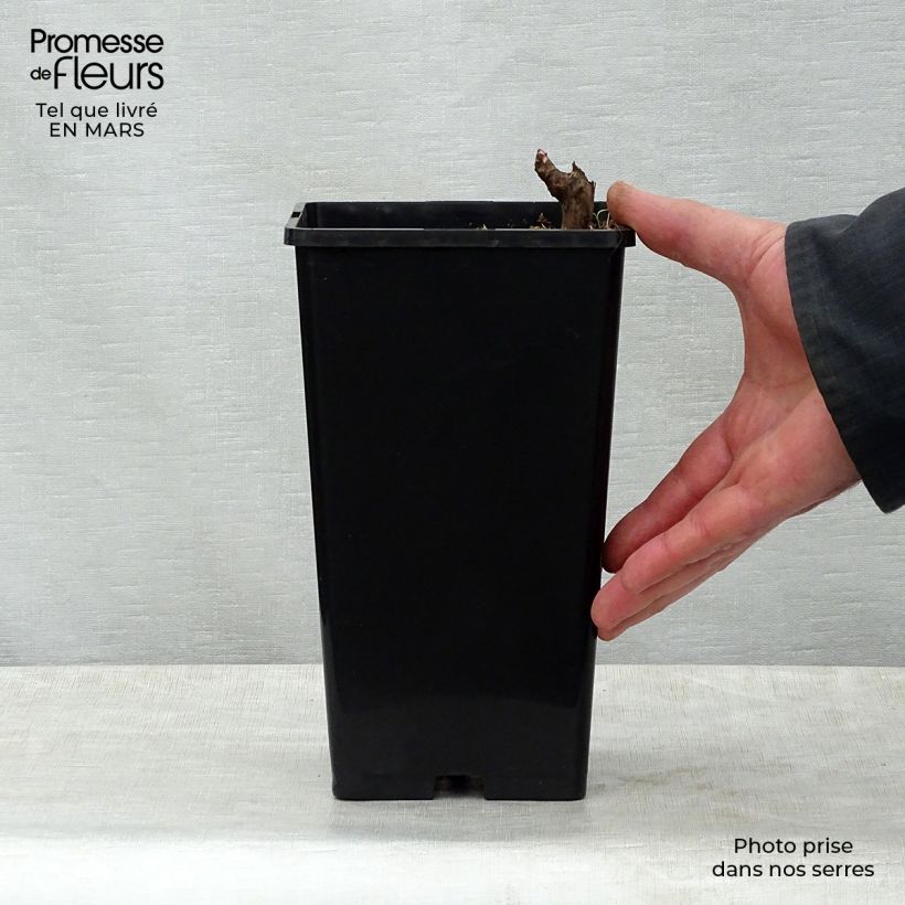 Exemplaar van Paeonia lactiflora Marie Lemoine - Pioenroos Pot van 3 l/4 l zoals geleverd in de lente