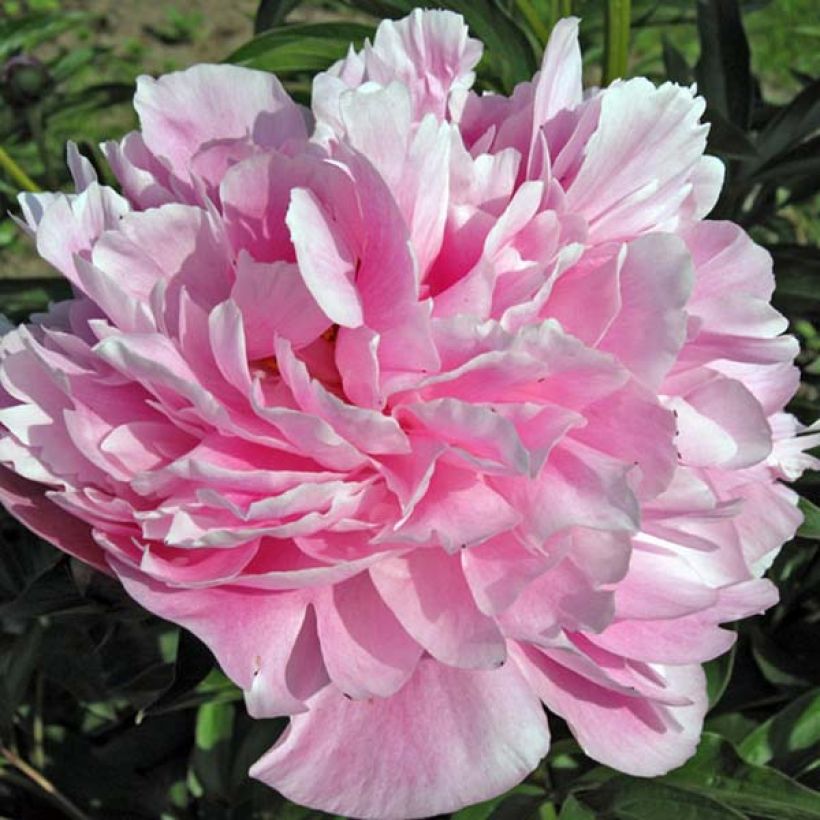 Paeonia lactiflora Miss Eckhardt - Pioenroos (Bloei)