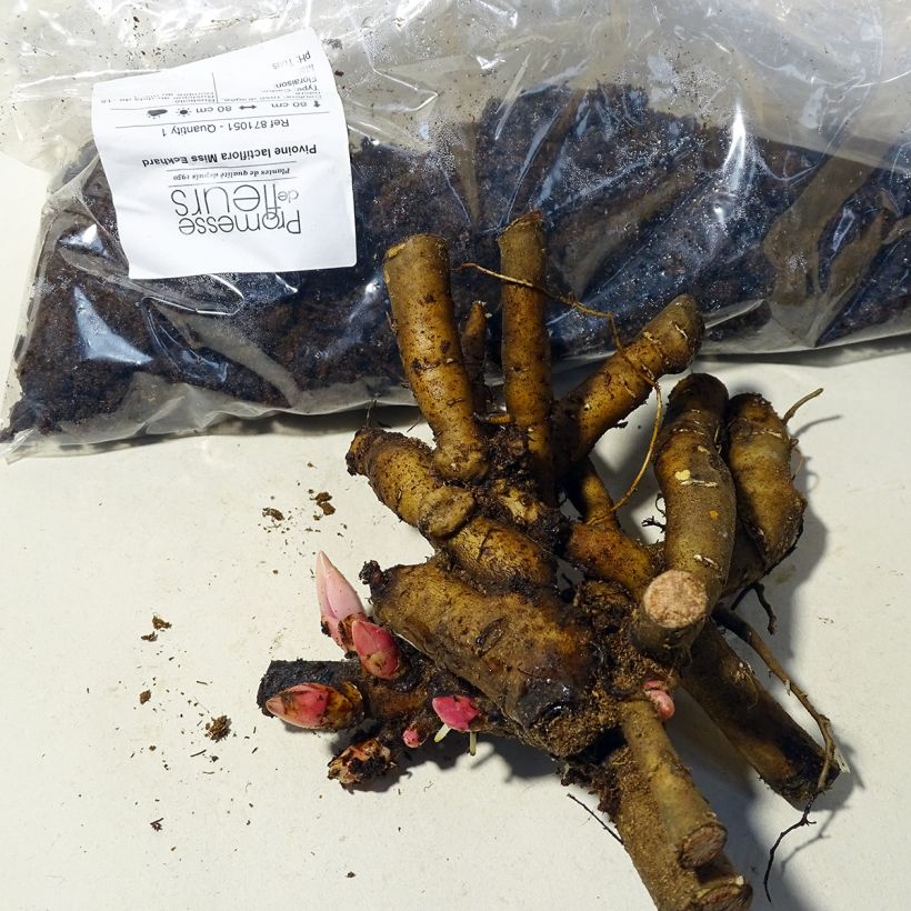 Voorbeeld van een exemplaar van Paeonia lactiflora Miss Eckhardt - Pioenroos Stam 3/5 ogen zoals geleverd