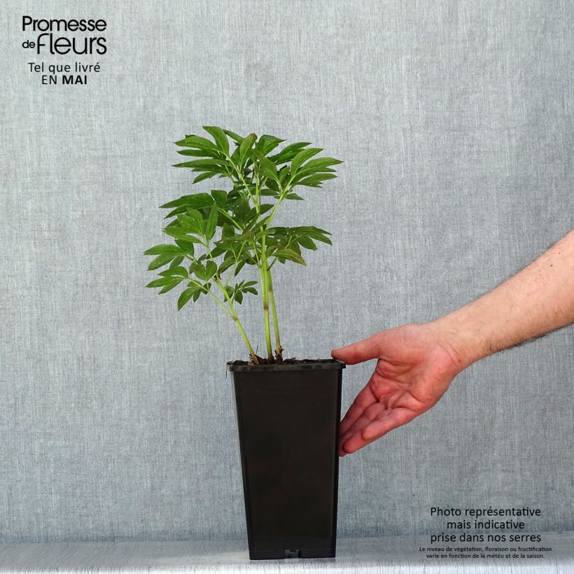 Exemplaar van Paeonia lactiflora Miss Eckhardt - Pioenroos Pot van 3 l/4 l zoals geleverd in de lente