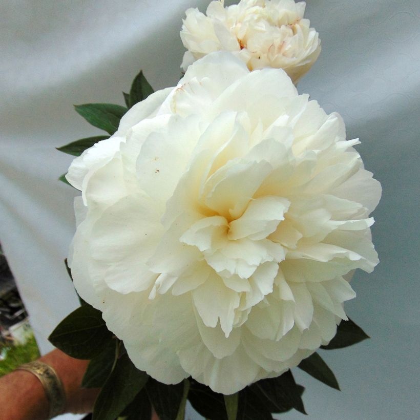 Paeonia lactiflora Mother's Choice - Pioenroos (Bloei)