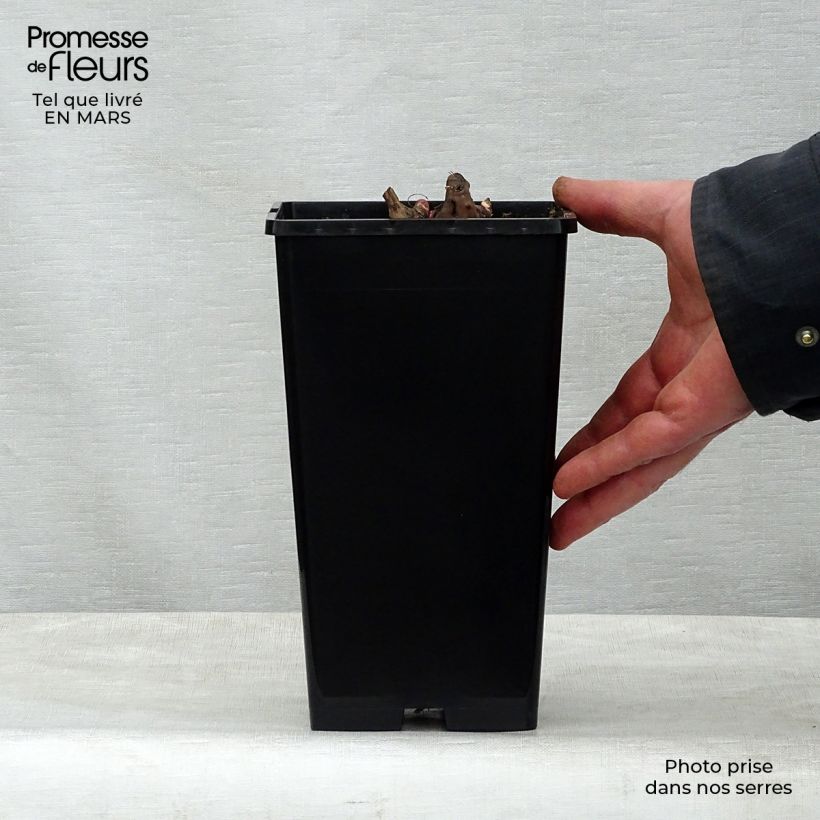 Exemplaar van Paeonia lactiflora Nippon Beauty - Pioenroos Pot van 3 l/4 l zoals geleverd in de lente