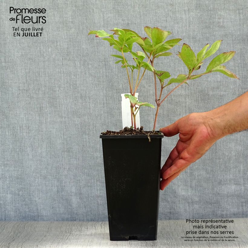Exemplaar van Paeonia lactiflora Nippon Beauty - Pioenroos Pot van 3 l/4 l zoals geleverd in de zomer