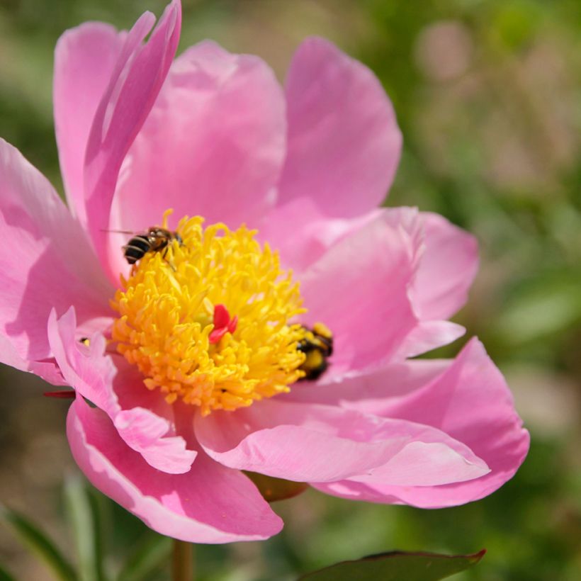 Paeonia lactiflora Nymphe - Pioenroos (Bloei)