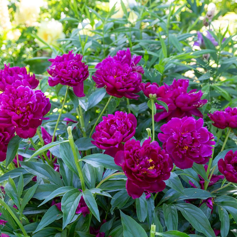 Paeonia lactiflora Peter Brand - Pioenroos (Groeiplaats)