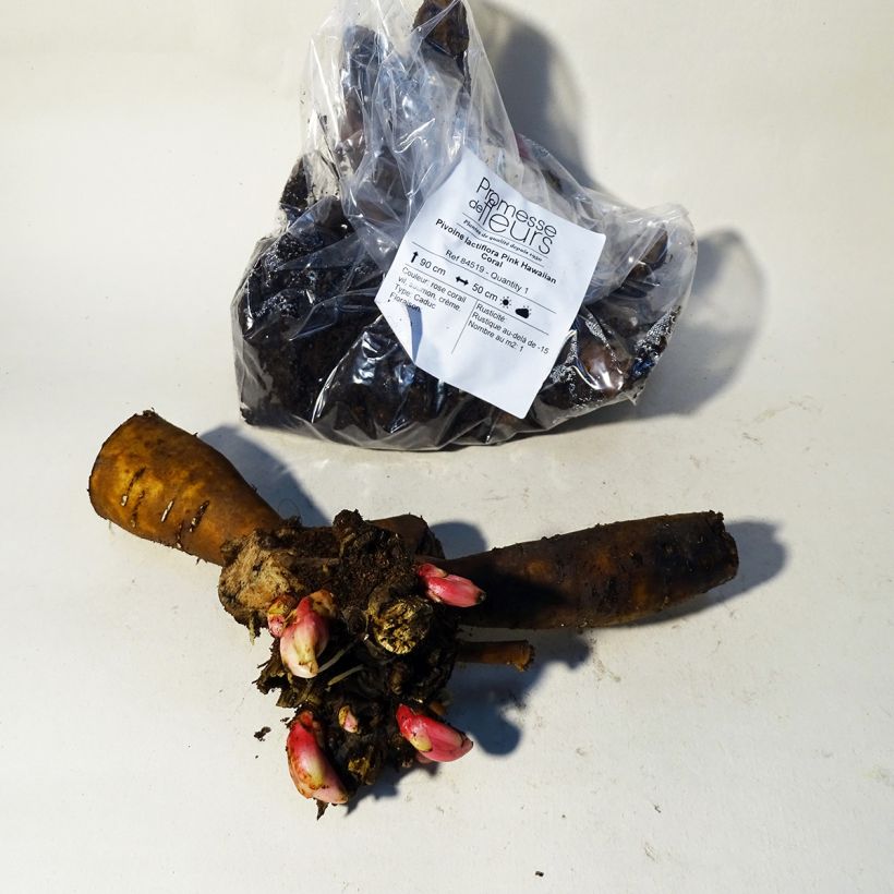 Exemplaar van Paeonia lactiflora Pink Hawaiian Coral - Pioenroos Stam 3/5 ogen zoals geleverd in de lente