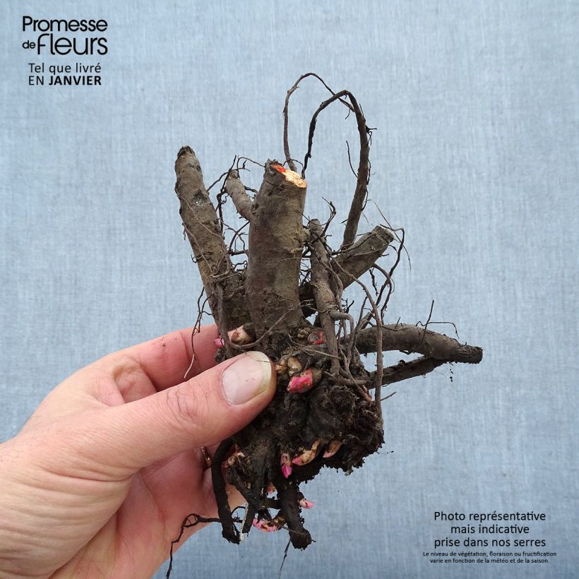 Exemplaar van Paeonia lactiflora Primevère - Pioenroos Stam 3/5 ogen zoals geleverd in de winter