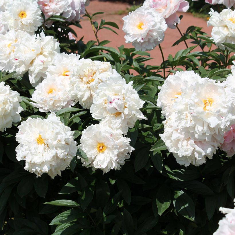 Paeonia lactiflora - Pioenroos (Groeiplaats)