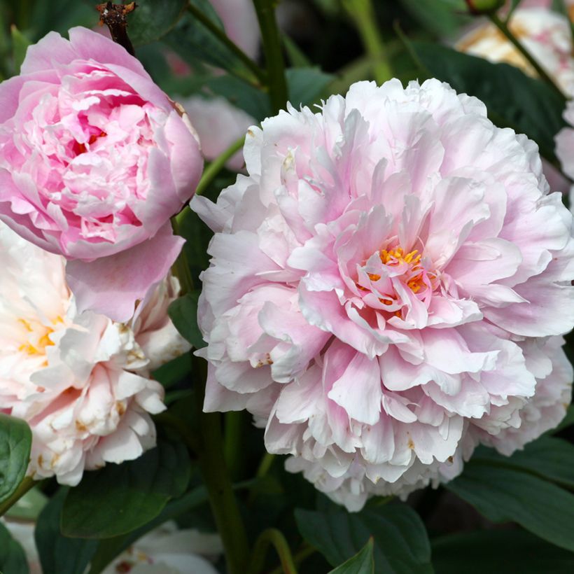 Paeonia lactiflora Sarah Bernhardt - Pioenroos (Bloei)