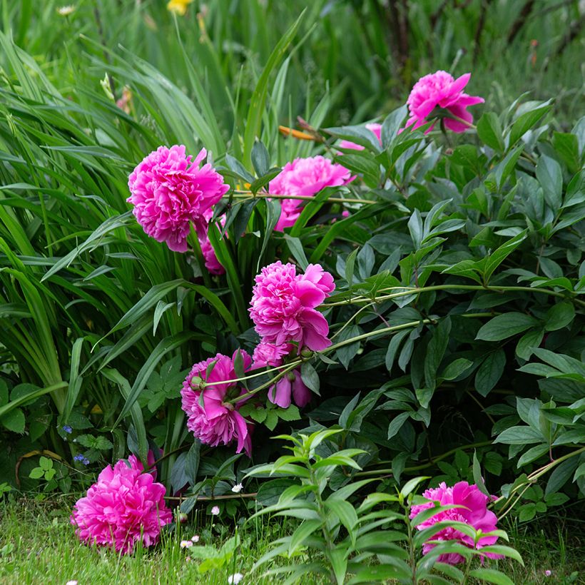 Paeonia lactiflora Sarah Bernhardt - Pioenroos (Groeiplaats)