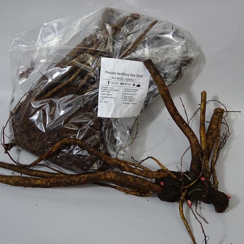 Voorbeeld van een exemplaar van Paeonia lactiflora Sea Shell - Pioenroos Stam 3/5 ogen zoals geleverd